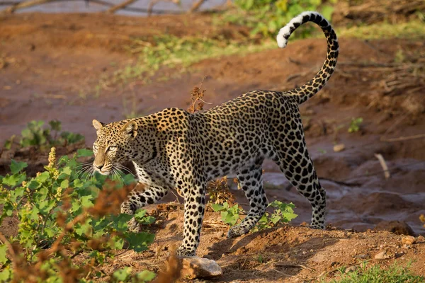 depositphotos_387900890-stock-photo-female-leopard-walking-red-soil